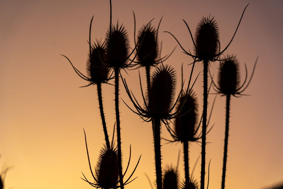 Capture de silhuetas de teasel contra um vibrante céu de pôr do sol, evocando calma.
